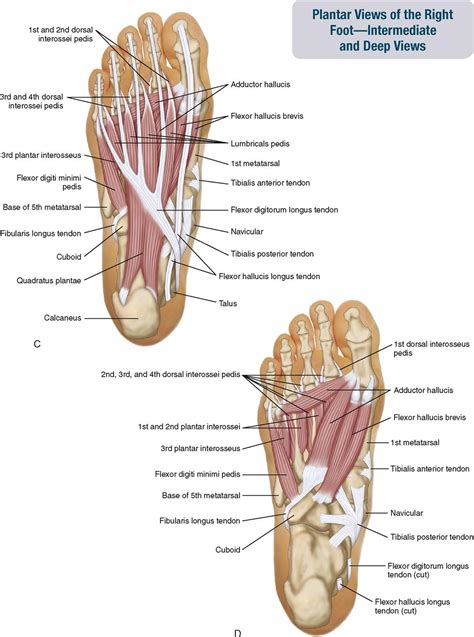 The foot owes its peculiarities of form to its bony structure; 11. Muscles of the Leg and Foot | Musculoskeletal Key
