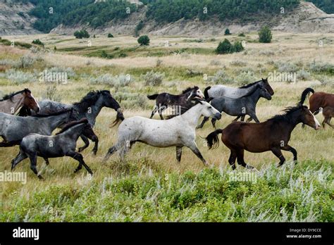 Wild Horse Theodore Roosevelt National Park North Dakota Usa Stock