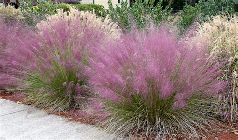 Pink Muhly Grass Care Plantingtree