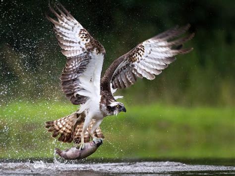 What Do Ospreys Eat? (Complete Guide) | Birdfact