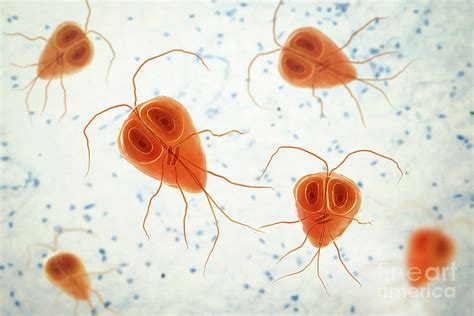 Giardia Lamblia Parasites Photograph By Kateryna Kon Science Photo