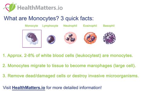 What Are Monocytes Absolute And Percent Normaloptimal Ranges Meaning