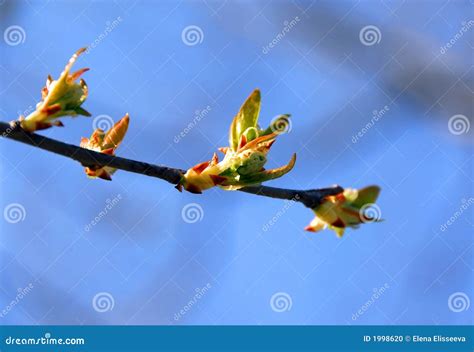 Budding Leaves Stock Photo Image Of Details Grow Springtime 1998620