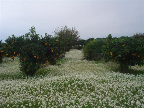 Naranjos Tangerine Farmland Vineyard Plants Outdoor Orange Trees