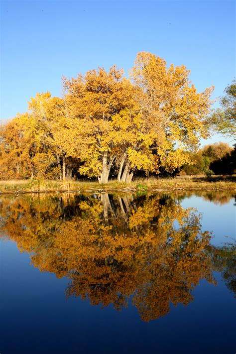 Fall Trees By Lake Picture Free Photograph Photos