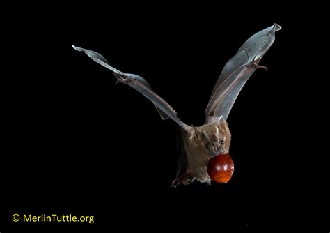 Teaming Up With Trinibats Merlin Tuttles Bat Conservation