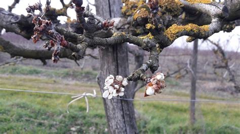 Frutteto di mele stilizzato con limone anticonformista. Già fiori e gemme sugli alberi da frutto: il tempo mite ...