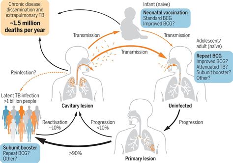 Immunotherapy as a defence against tb was first proposed in 1890 by robert koch. Exacting Edward Jenner's revenge: The quest for a new ...
