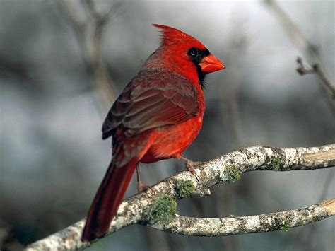 Birds Cardinal Nature Northern Hd Wallpaper Wallpaperbetter
