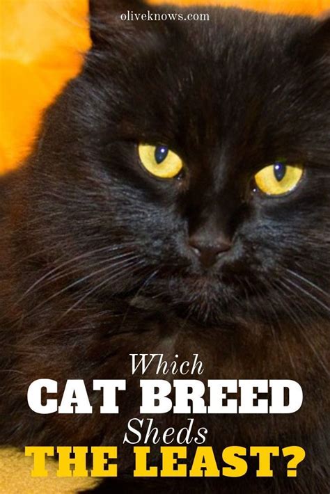 Which Cat Breed Sheds The Least? | Cat breeds, Cats, Cat ...