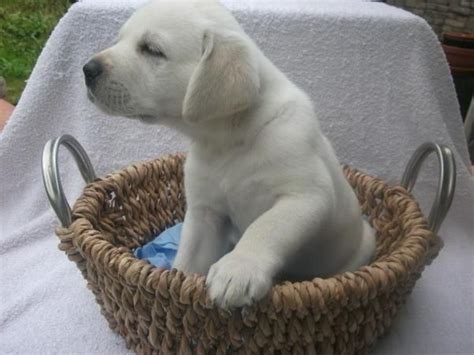 Lab labrador retriever lab puppies lab puppy washington. Labrador Retriever Puppies For Sale | Spokane, WA #108825