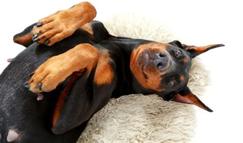 Im am absolutely against this dog becoming aggressive at any moment so i would like to fix her early before it really becomes a problem. Doberman Cross with Separation Anxiety, Territorial and ...