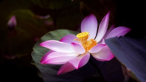 All New Wallpaper Lotus Flowers Wallpapers