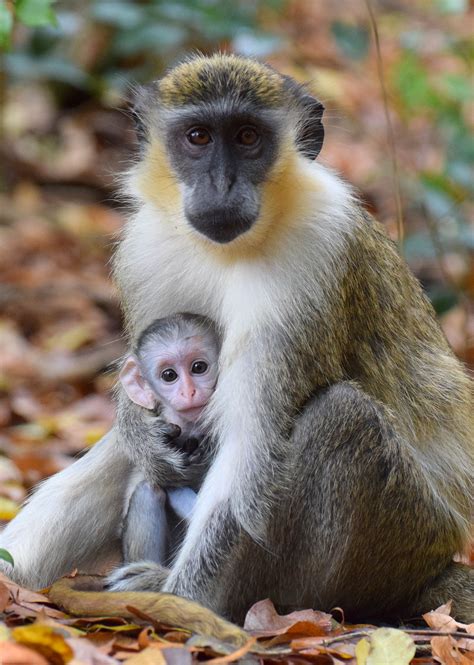 Why Do Monkeys Beat Their Babies Peepsburghcom