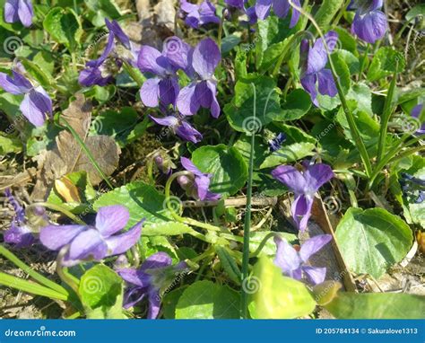 Viola Odorata Scent Scented Violet Flower Forest Blooming In Spring