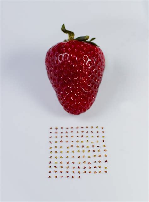 The Seedless Strawberry 1000 Waste Of Time Ritemshop