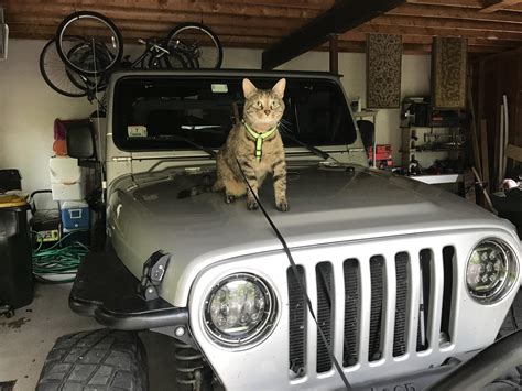 I See Your Jeep Dog And I Raise You A Jeep Cat Rjeep