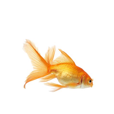 Gold Fish Png Image Purepng Free Transparent Cc0 Png Image Library Images
