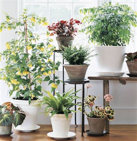 How To Choose A Plant For Every Room In Your House Room With Plants