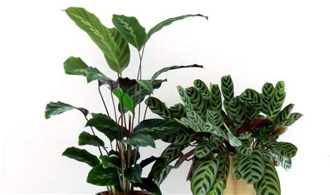 Indoor Prayer Plant Care Tips Keep Your Maranta Calathea Or
