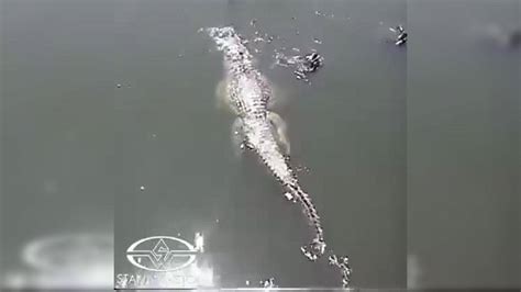 The Worlds Largest Crocodile Footage Of Giant 29 Foot Reptile At