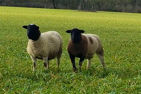 100 Dorper Cross Breeding Lambs Sellmylivestock The Online