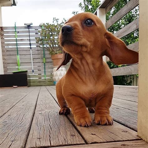 40 Amazing Pictures Of Dachshunds To Make You Smile Dogs