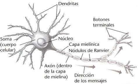 Las Neuronas