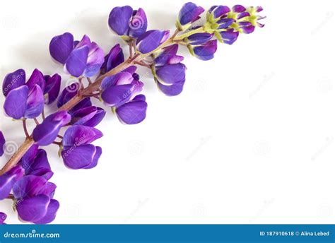 Beautiful Purple Flowers On A White Background Stock Photo Image Of