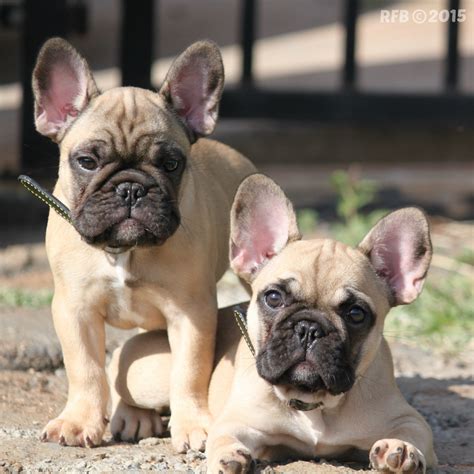 Most french bulldogs do not shed much, though it depends on genetics. French Bulldog History, Personality, Appearance, Health ...