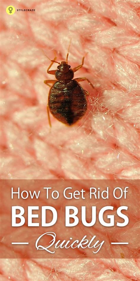 How To Get Rid Of Bed Bugs Quickly Rid Of Bed Bugs Bed Bug Bites