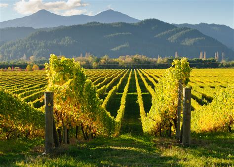 Your 2023 Guide To Marlborough Wine Region