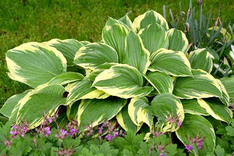 Hosta Companion Plants What To Plant With Hostas Gardening From