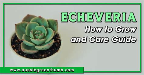 Echeveria How To Grow And Care Guide Agt