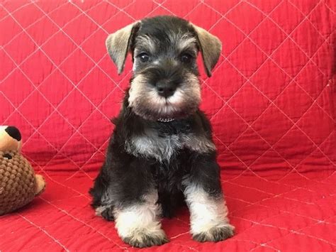 .schnauzer,teacup schnauzers,toy schnauzer puppies for sale, at dream maker's puppies located in willis texas. Miniature Schnauzer Puppies For Sale | Dallas, TX #303710