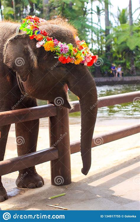 Baby Elephant Wearing Flower Wreath Stock Image Image Of Detect