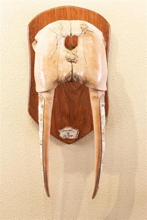 Eddy Syngor Carved Walrus Skull