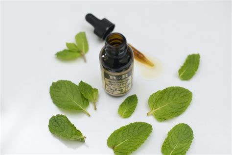 5 Ways To Use Peppermint Oil For Rats Plus Other Natural Tips And