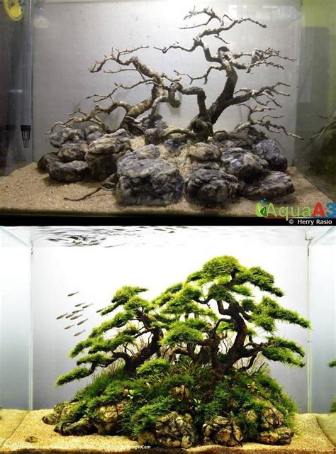 Diy Aquarium Bonsai Tree Pos Oso