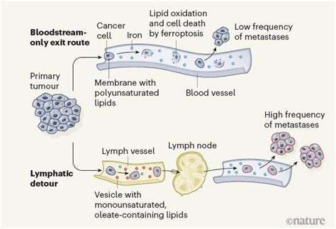 Cancer Cells Stock Up In Lymph Vessels To Survive
