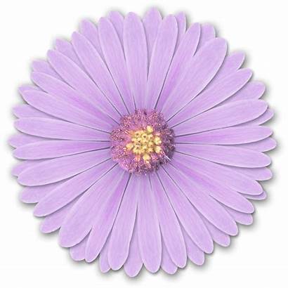 Flower Purple Flowers Realistic Photoshop Petals Res
