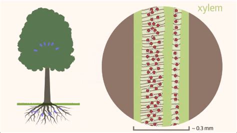 Key concepts plant biology capillary action water dyes colors. How Trees Pull Water - FYFD