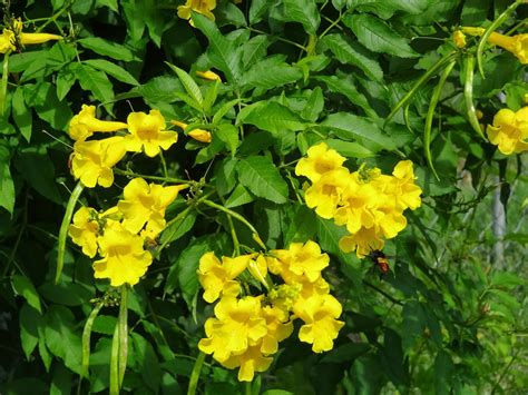 Plants Of Lahore Tecoma Stans Yellow Trumpet Flowers