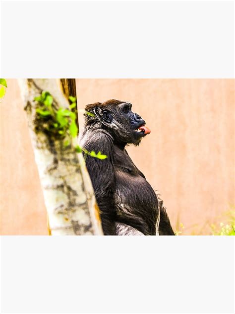 Gorilla Sticking Out Tongue Poster For Sale By Photosbybrooke Redbubble