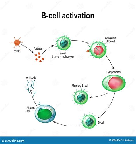 Lymphocytes Cell Diagram