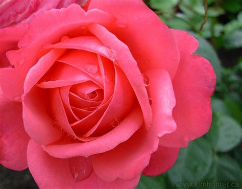 Shallow focus photo of pink flower. Beautifiul Pink Roses Pictures, Photos, and Images for ...