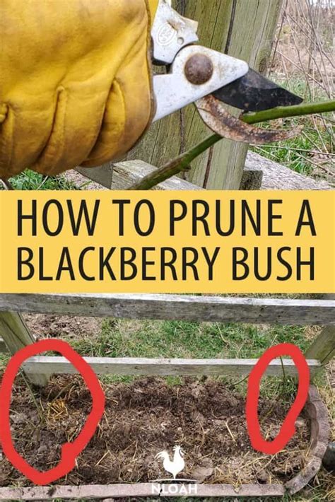 How To Prune A Blackberry Bush New Life On A Homestead Pruning