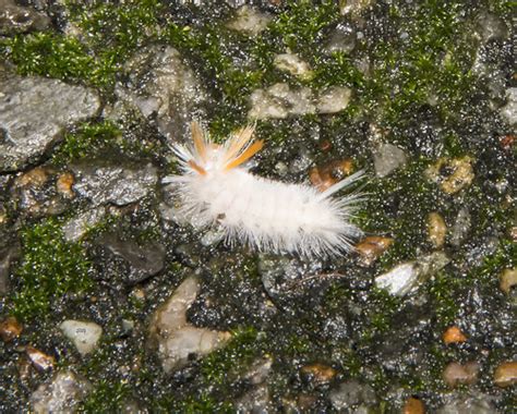 See full list on solutionsstores.com Sycamore Tussock Moth Halysidota harrisii young caterpilla ...