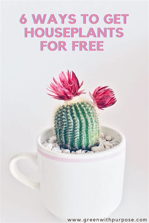 There not in my list to make ? How to get houseplants for free or for cheap | Cactus ...