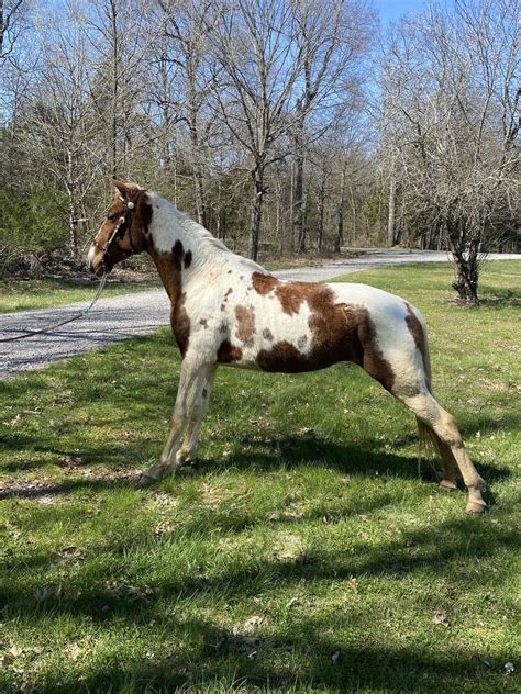 Beautiful Spotted Saddle Horse